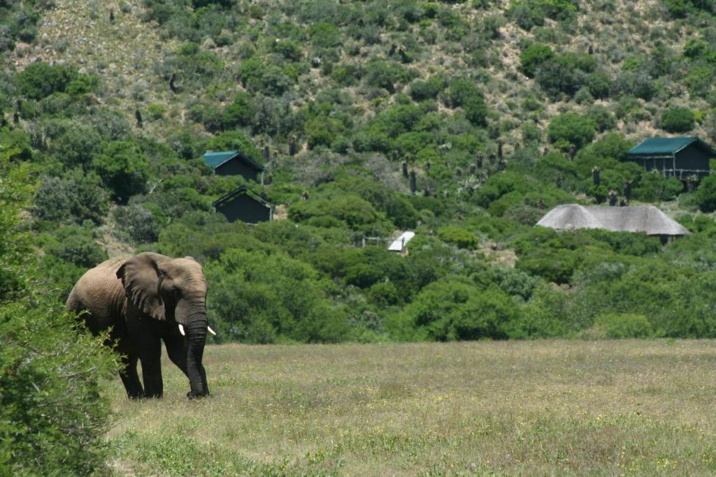 Hillsnek Safari Camp - Amakhala Game Reserve Villa Exterior photo