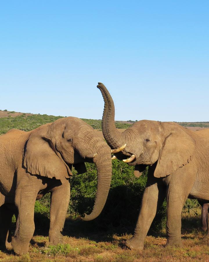 Hillsnek Safari Camp - Amakhala Game Reserve Villa Exterior photo