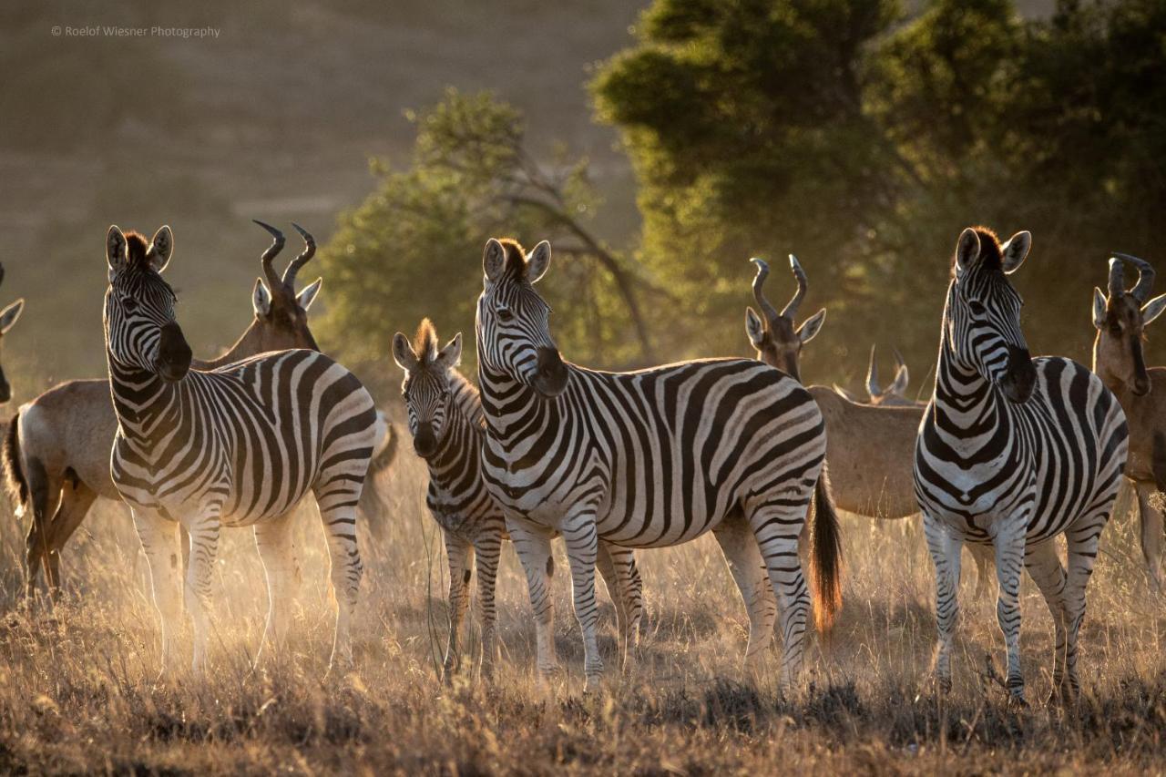 Hillsnek Safari Camp - Amakhala Game Reserve Villa Exterior photo