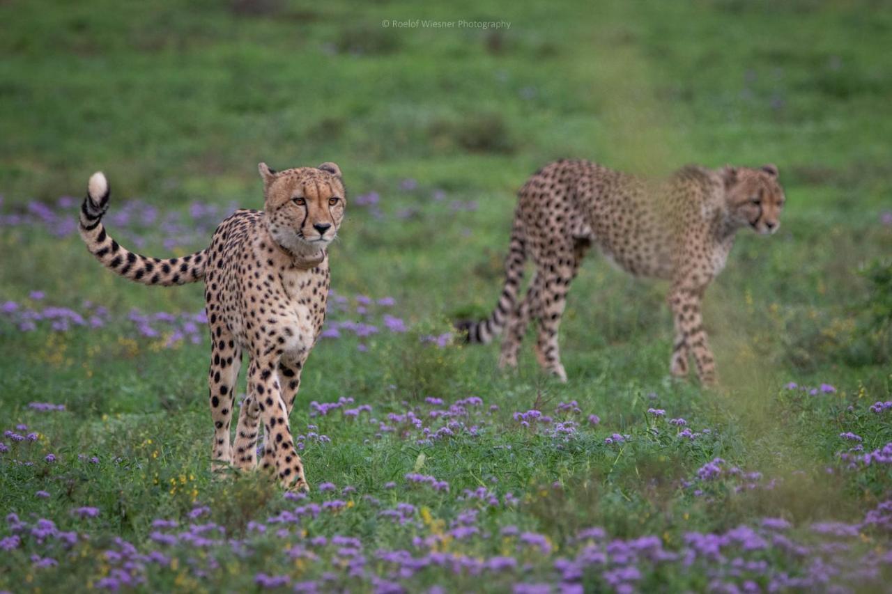 Hillsnek Safari Camp - Amakhala Game Reserve Villa Exterior photo